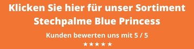 Blue Princess kaufen